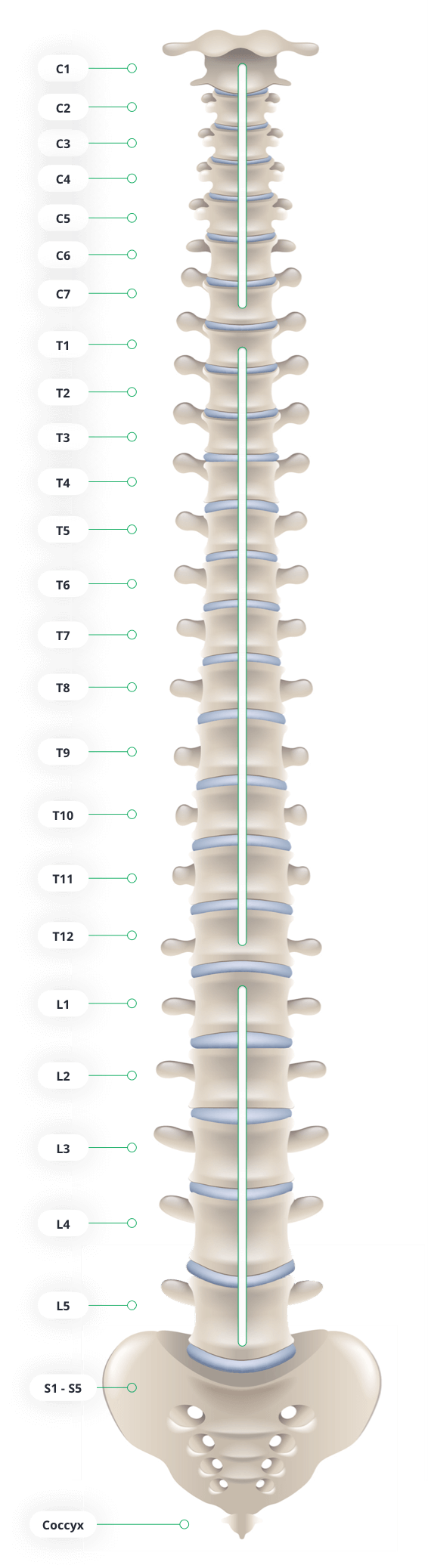 Spinal Cord Injury Levels