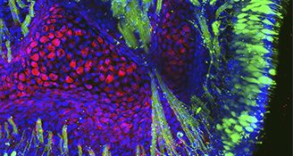 Selective Activation Of Olfactory Ensheathing Cells